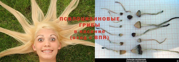 прущие грибы Аркадак